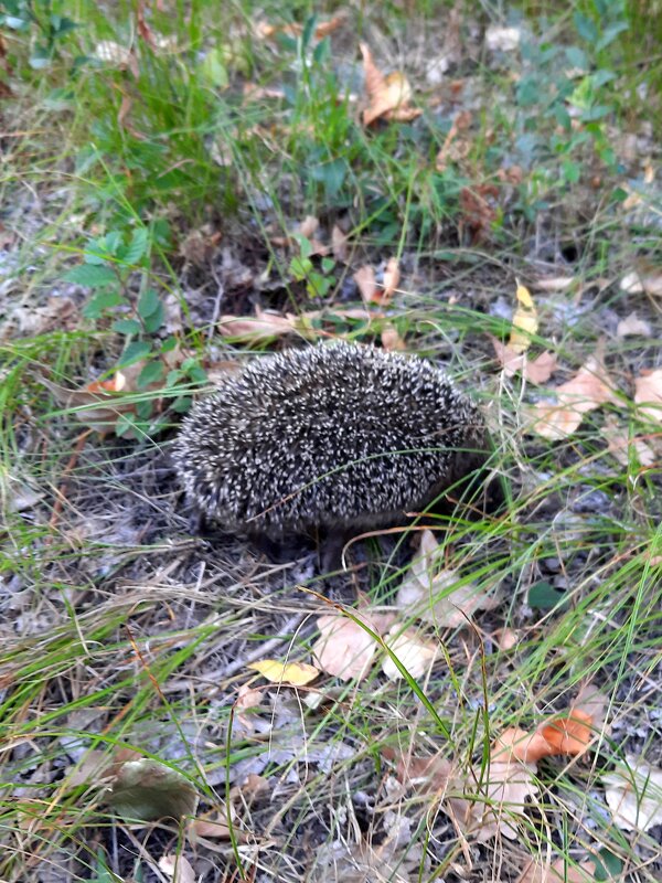 В парке - Андрей Л. В.