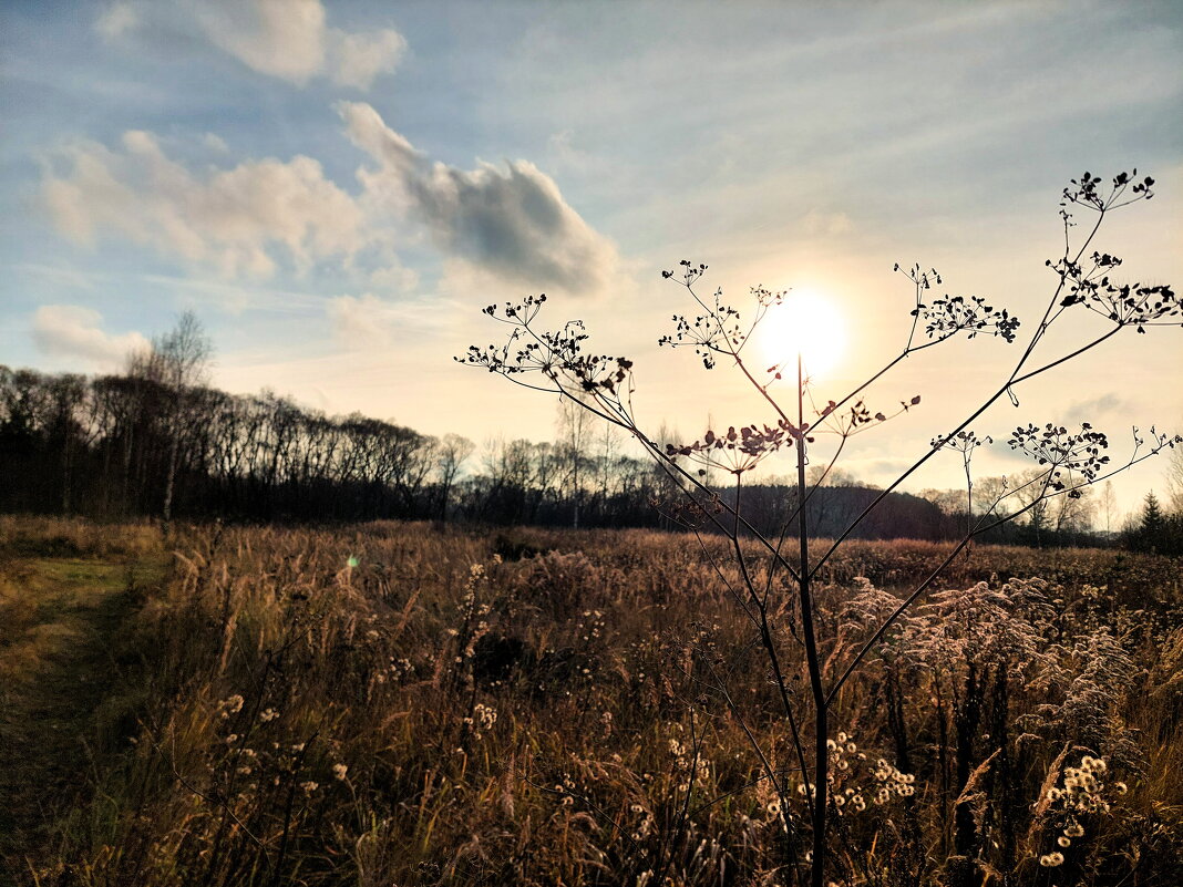 солнышко на стебельке - Артём 