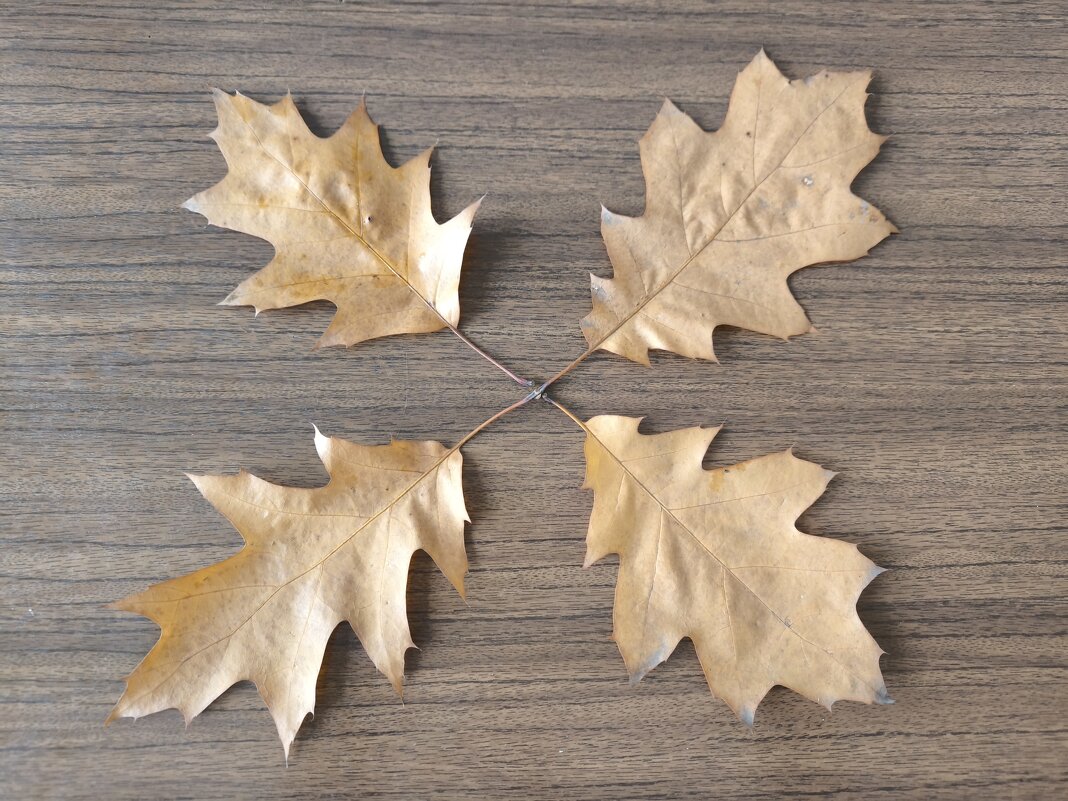 Четыре листочка остролистного дубочка - Дмитрий Никитин Четыре листочка остролистного дубочка - Дмитрий Никитин