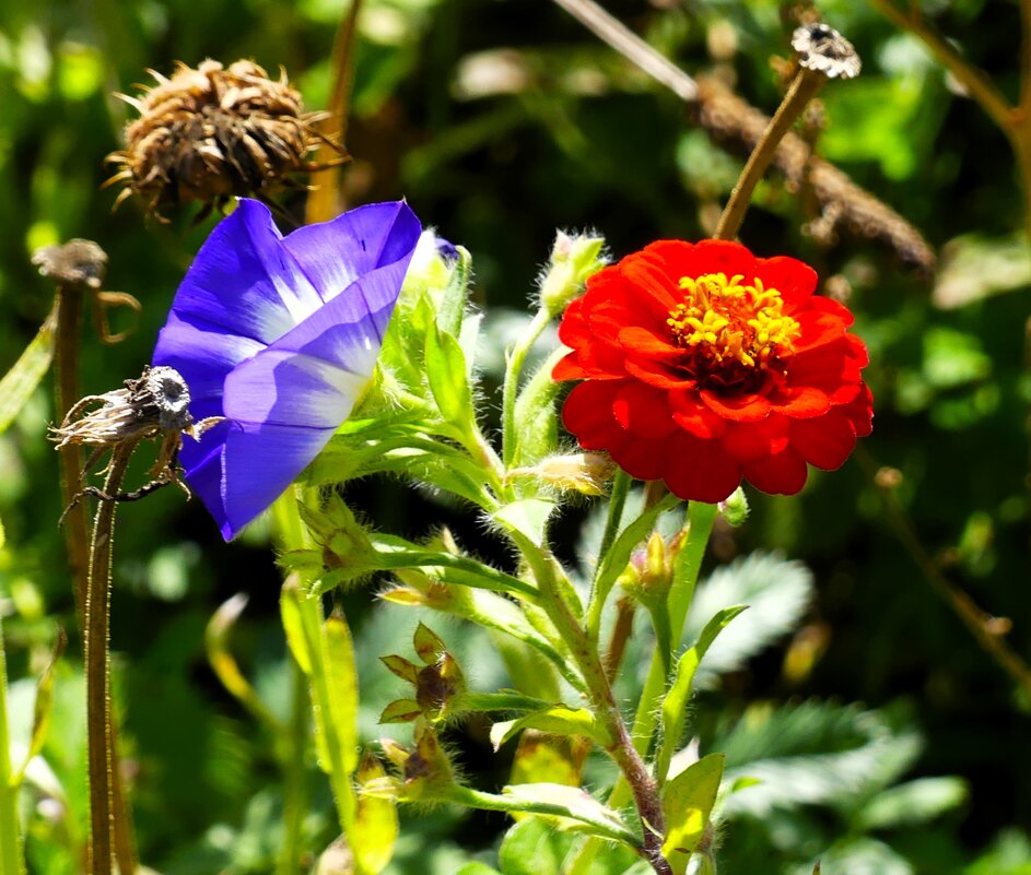 Цветы украшают нашу жизнь!(серия) - Владимир Манкер Цветы украшают нашу жизнь!(серия) - Владимир Манкер
