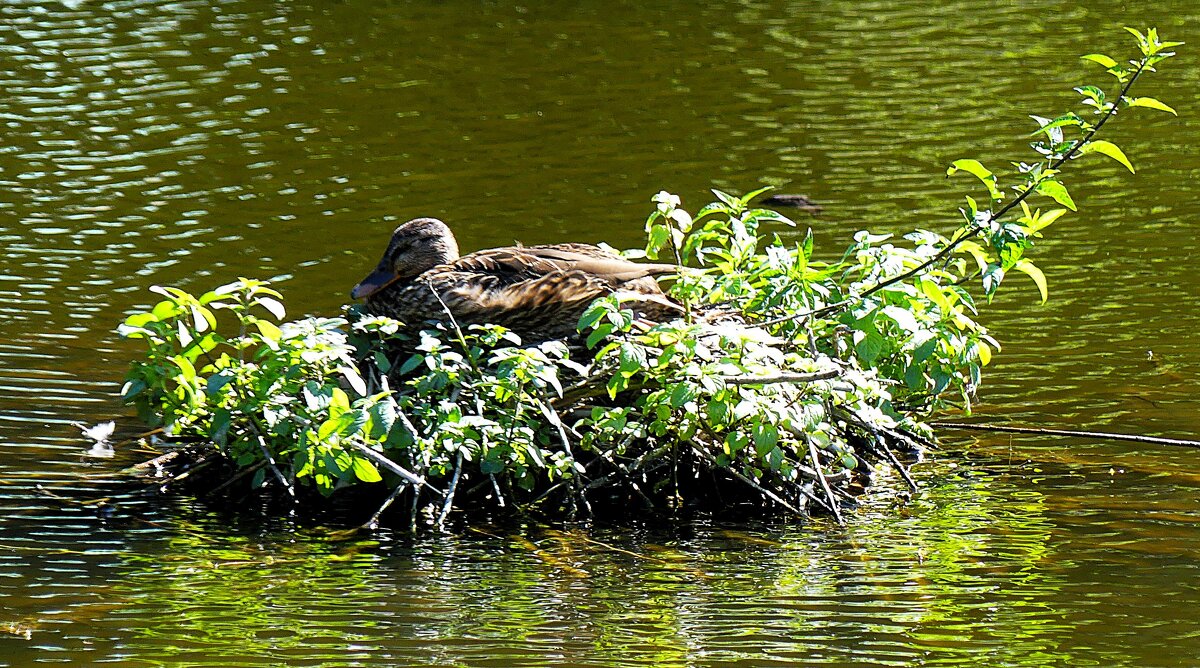 Островок - Владимир Манкер Островок - Владимир Манкер