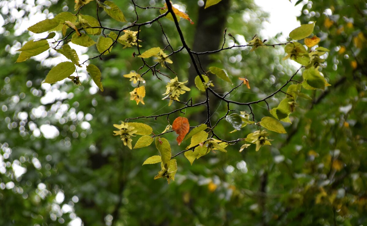 На Машуке облако 4 - Павленко Михаил 
