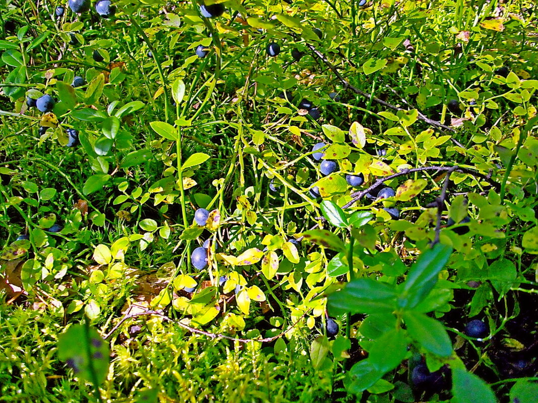 Поздняя черника. - VasiLina *