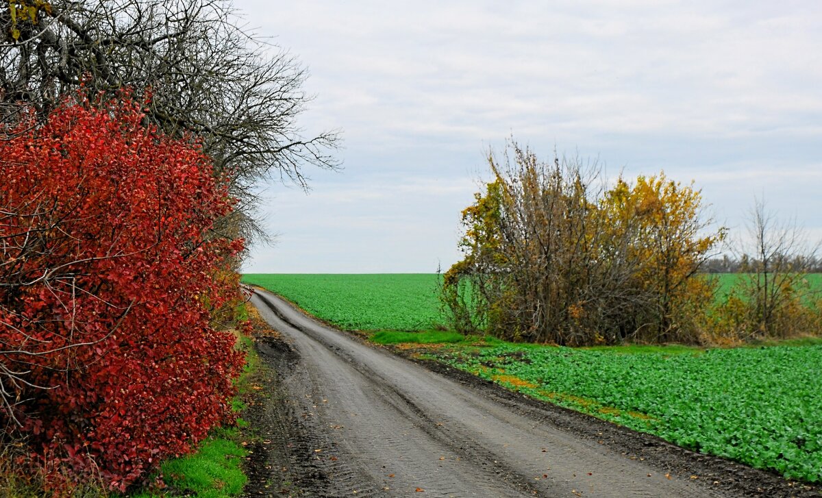 Кубанский ноябрь. - Владимир 