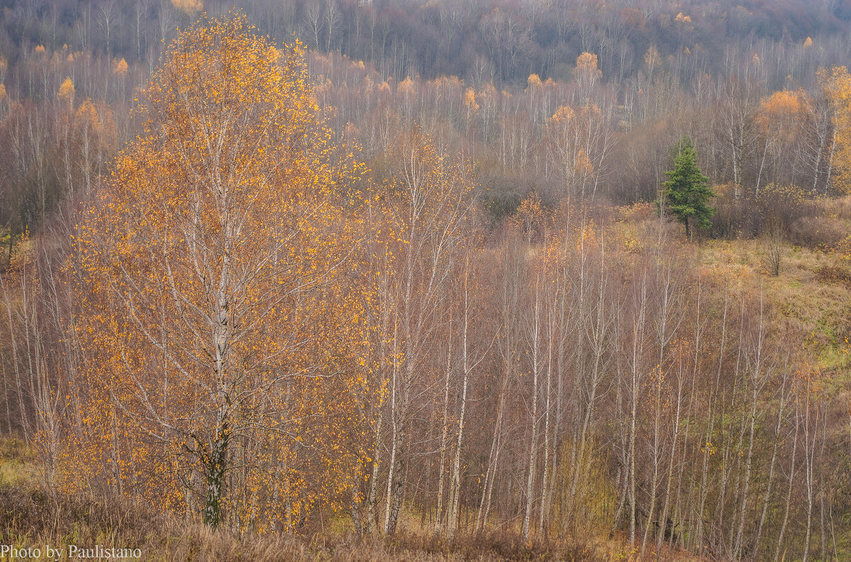 Палитра ноября... - Владимир Жданов
