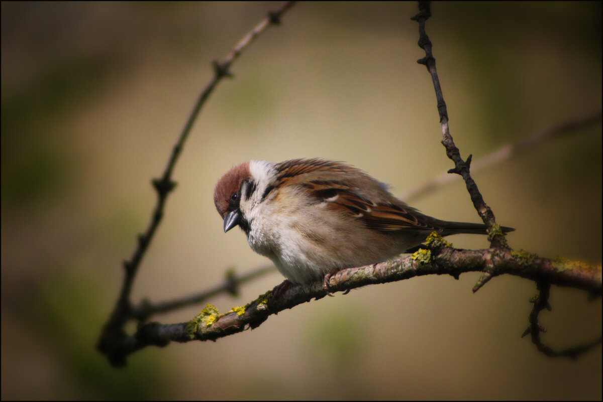 Воробей. - Александр 