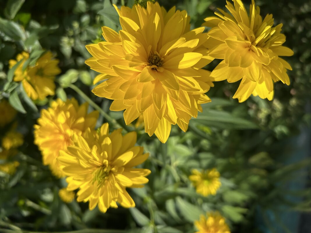 Солнышки - Натали 