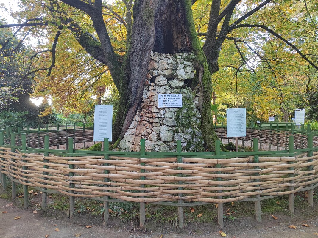 Абхазия, Ботанический сад. Липа, которой 380 лет! - Фотогруппа Весна