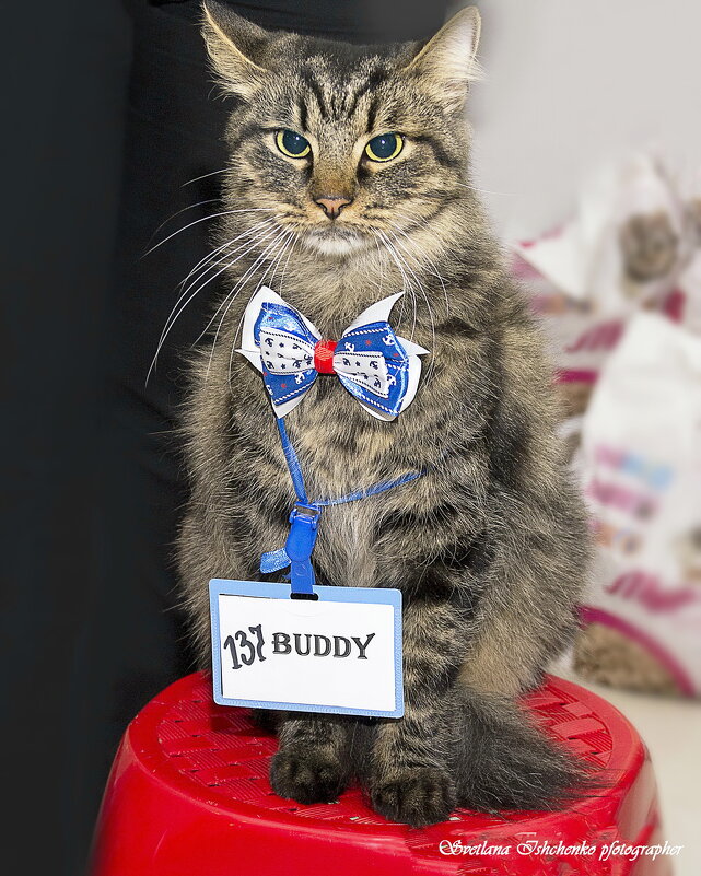 Бадди на выставке кошек - Светлана Ищенко