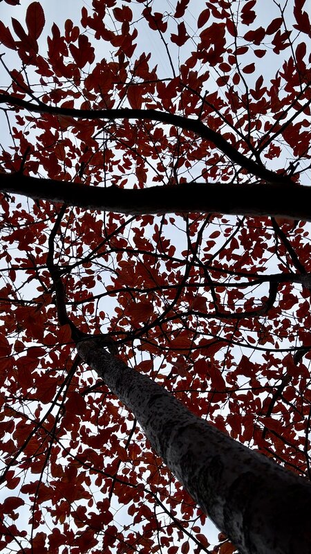 Небо. Осень. - mvictoriya 