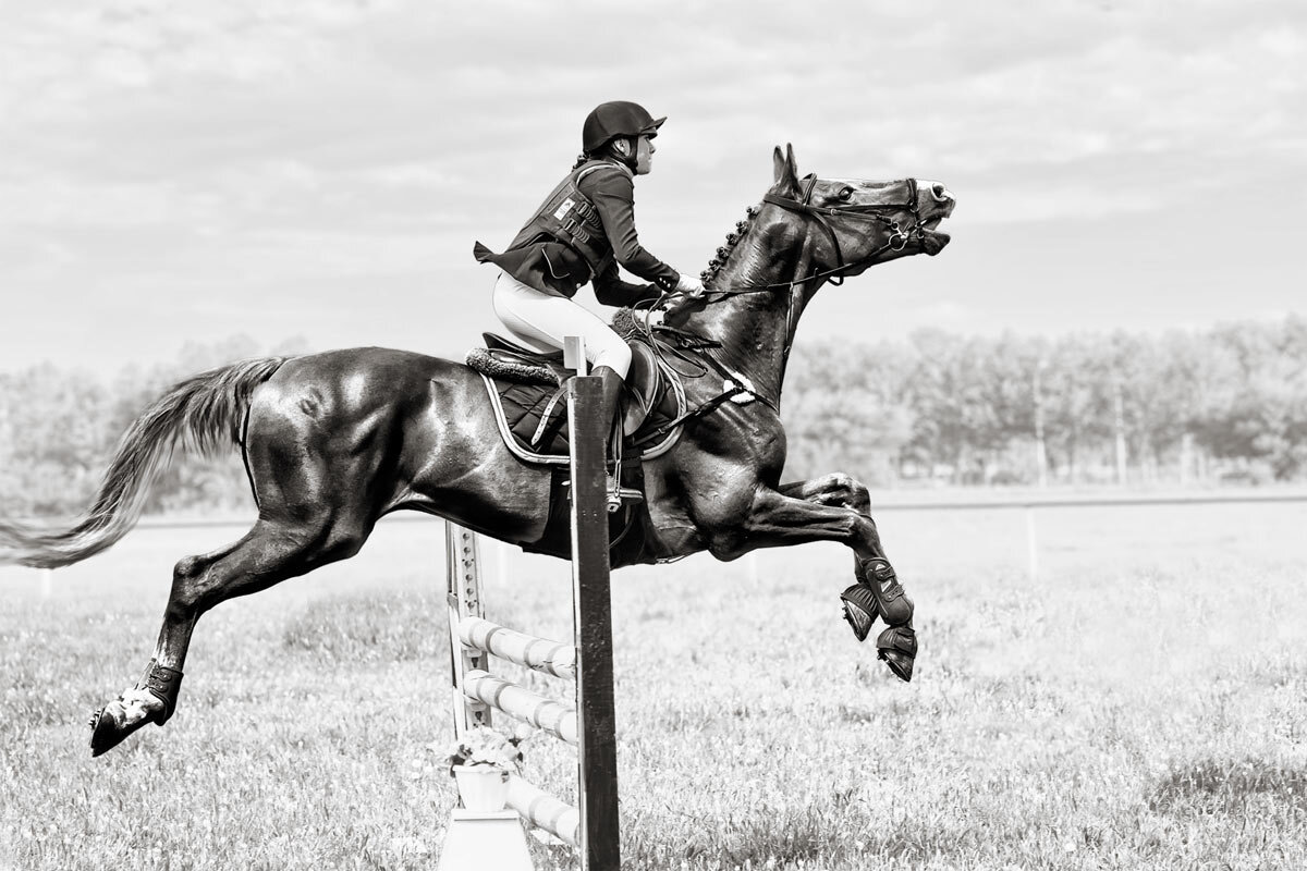 Конкур - SanSan 