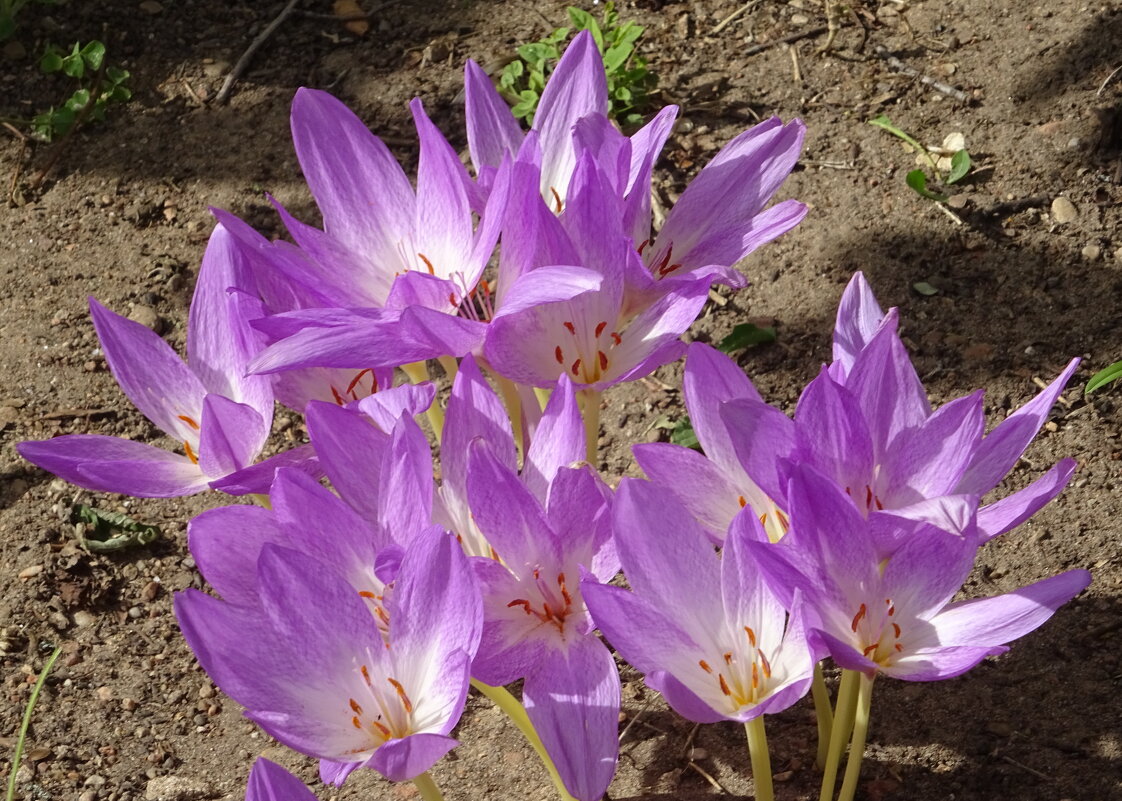 Колхикум - PRP Колхикум - PRP