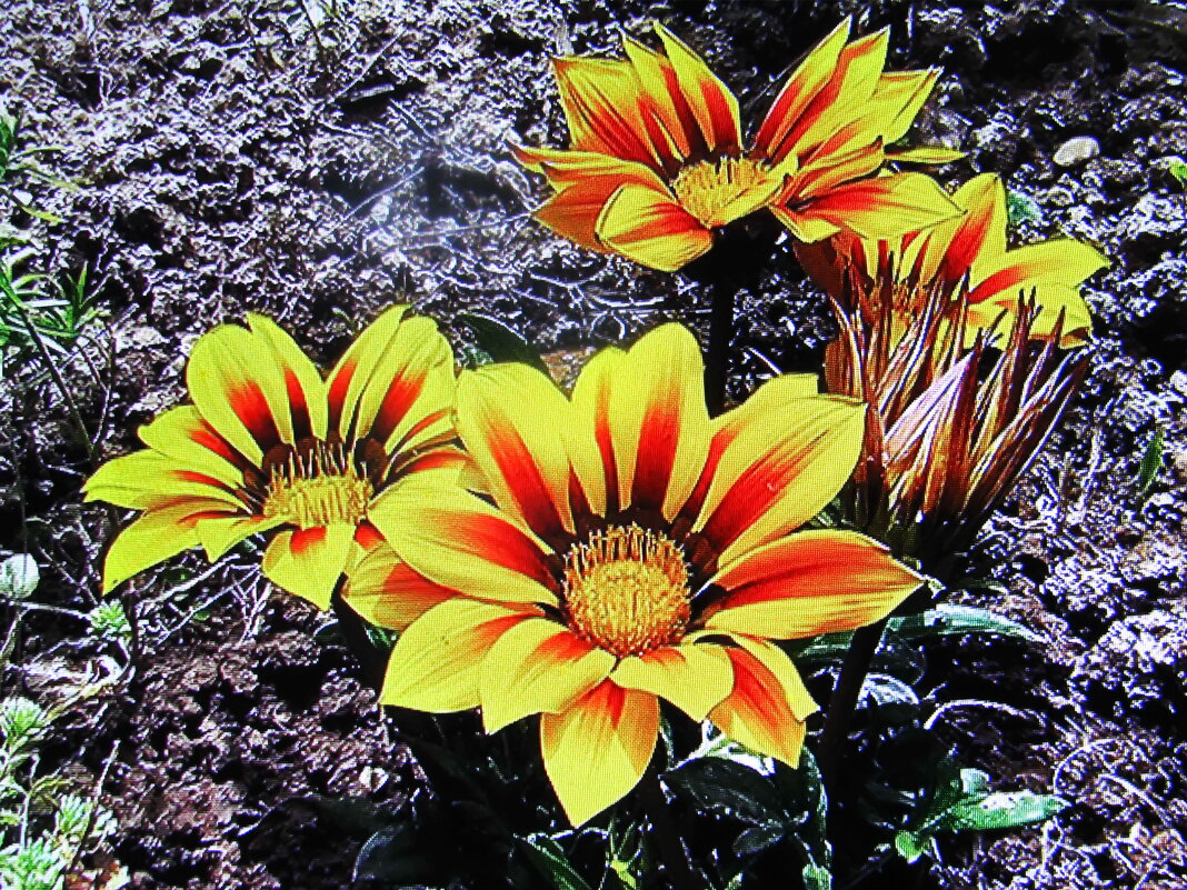 Ещё цветёт гацания - Людмила Смородинская