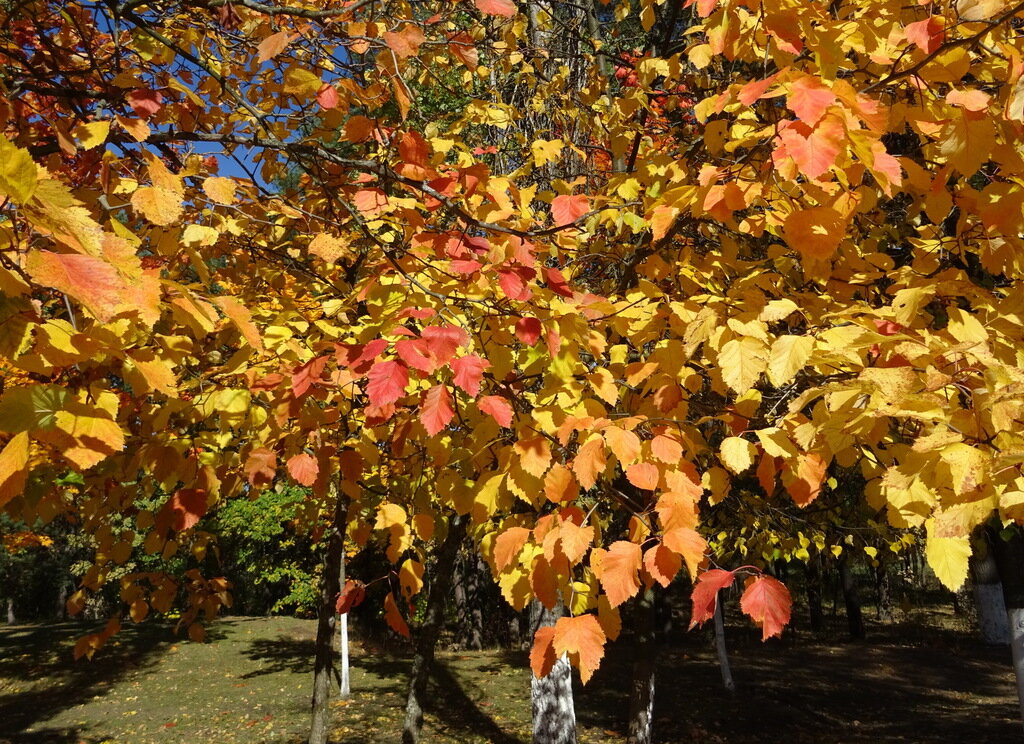 Золотая осень - PRP 