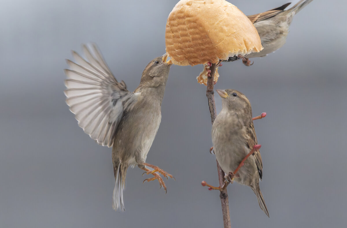 из жизни воробьев . - юрий макаров из жизни воробьев . - юрий макаров