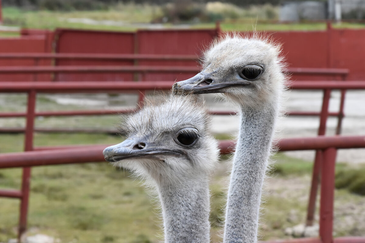 Московская область. Серпухов. Ферма «Русский страус». - Наташа *****