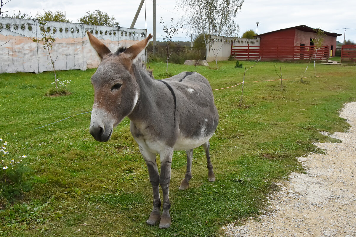 Московская область. Серпухов. Ферма «Русский страус». - Наташа ***** Московская область. Серпухов. Ферма «Русский страус». - Наташа *****