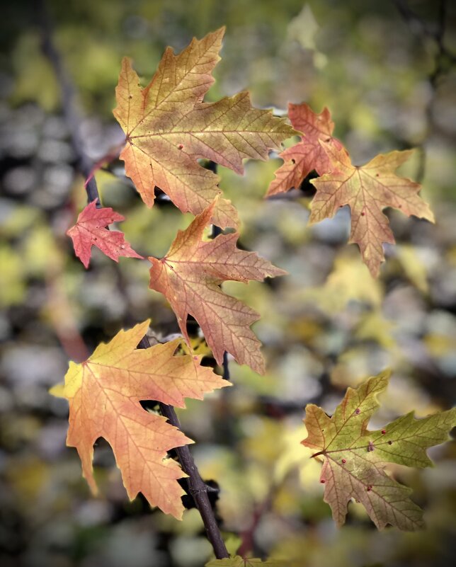 Клён акварелью) - Любовь 