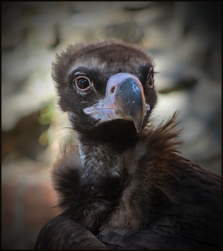 Гриф. - Александр 