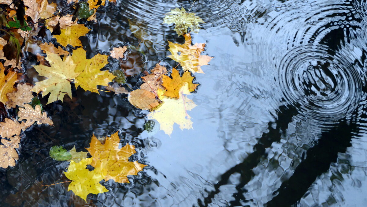 В окно стучит он к Осени, бродяга: «Прошу тебя, красавица, открой, - "The Natural World" Александер