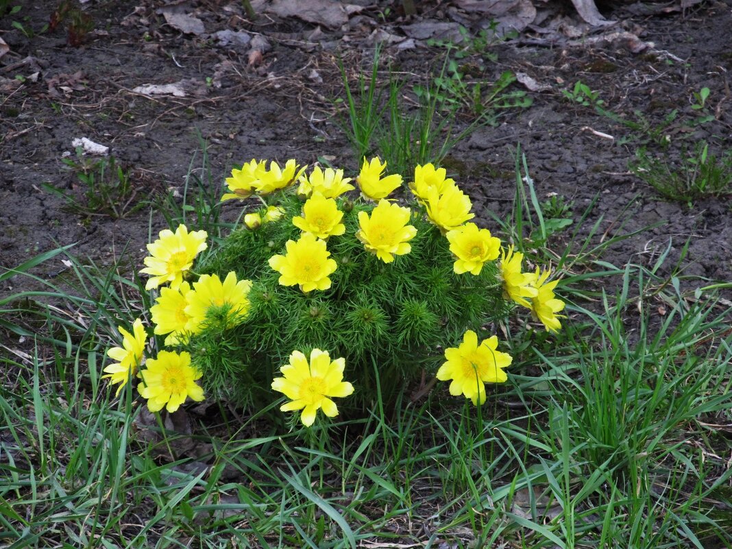 апрель - Елена Шаламова