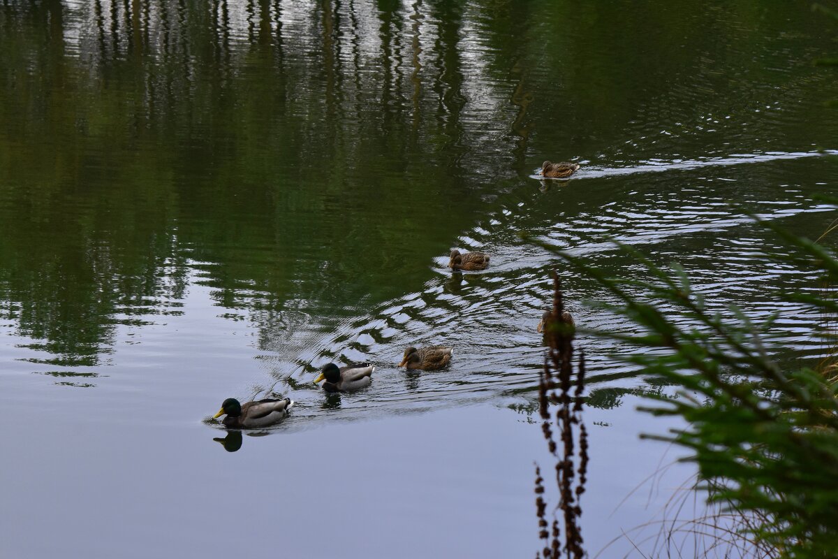 разрезая гладь воды - vg154 