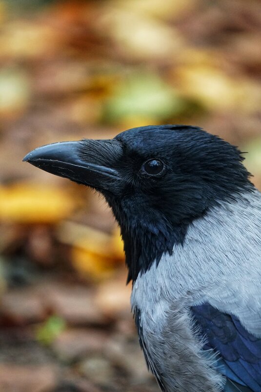 Портрет вороны - александр 