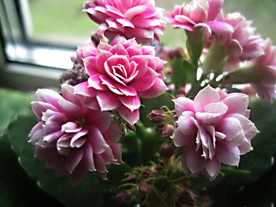 Каланхоэ - Елена Семигина