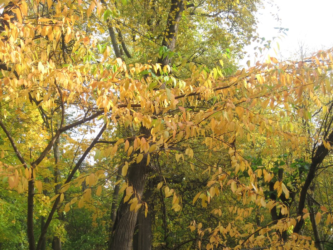 Осеннее - Елена Семигина