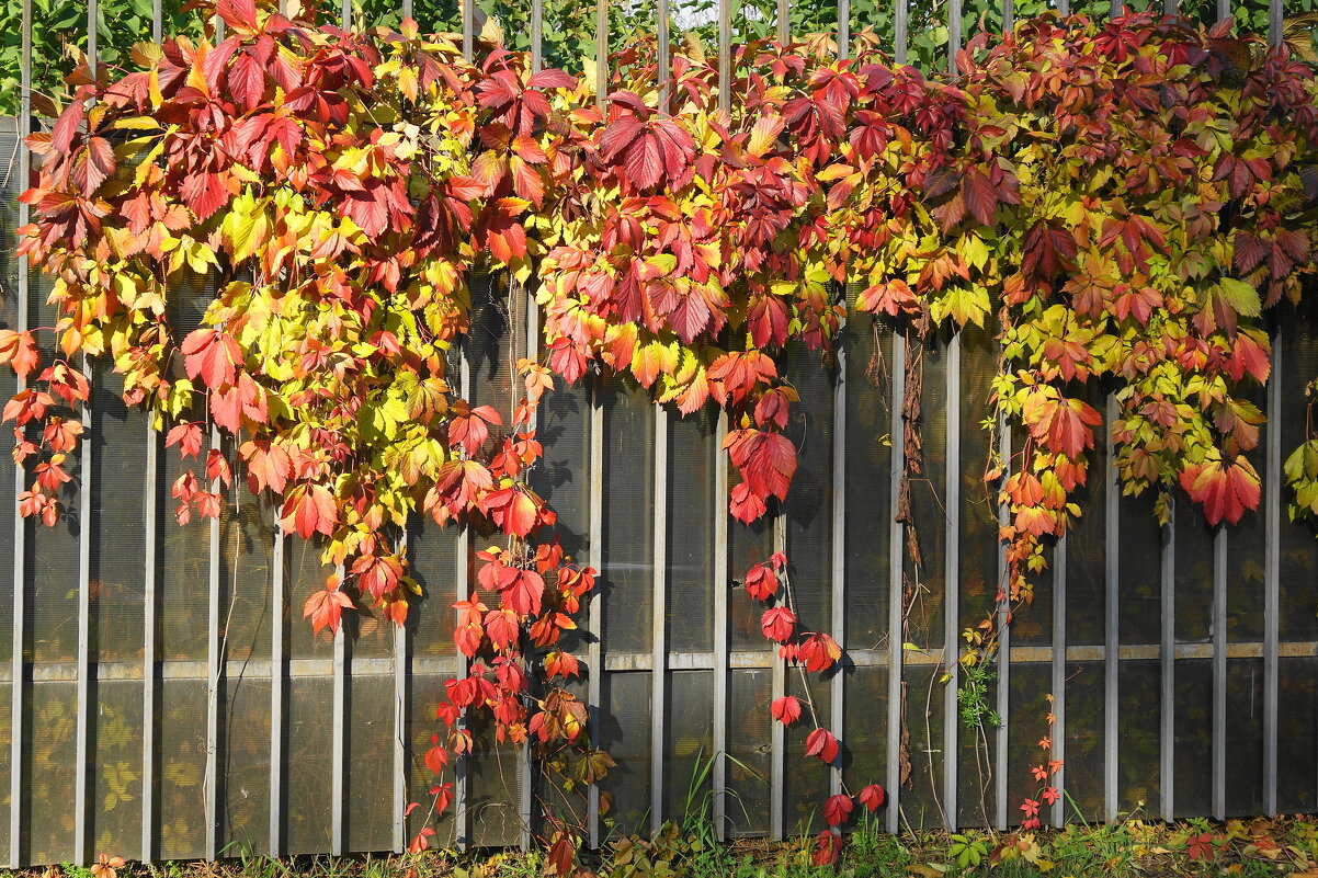 Октябрьский этюд - Рита Симонова