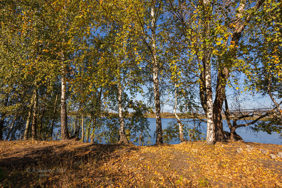 Берёзы на Волге - Александр Синдерёв