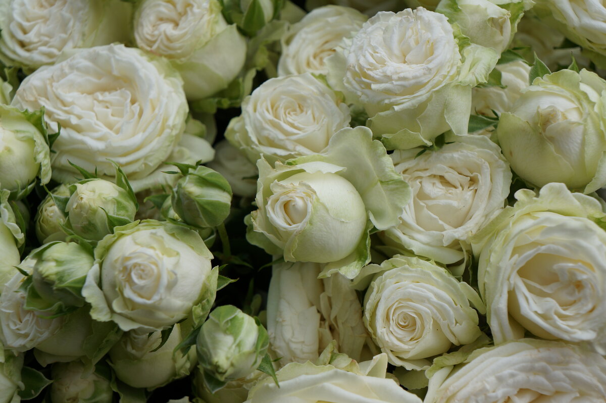 Белые..... - Алёна Савина