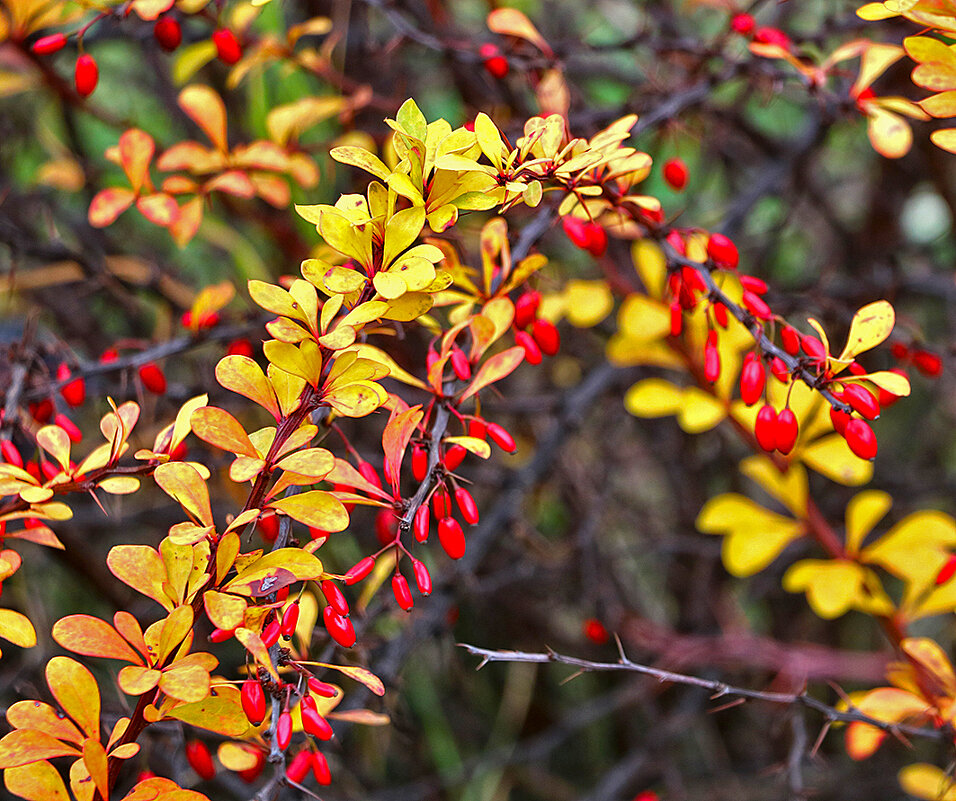 Барбарис поспел - Светлана 