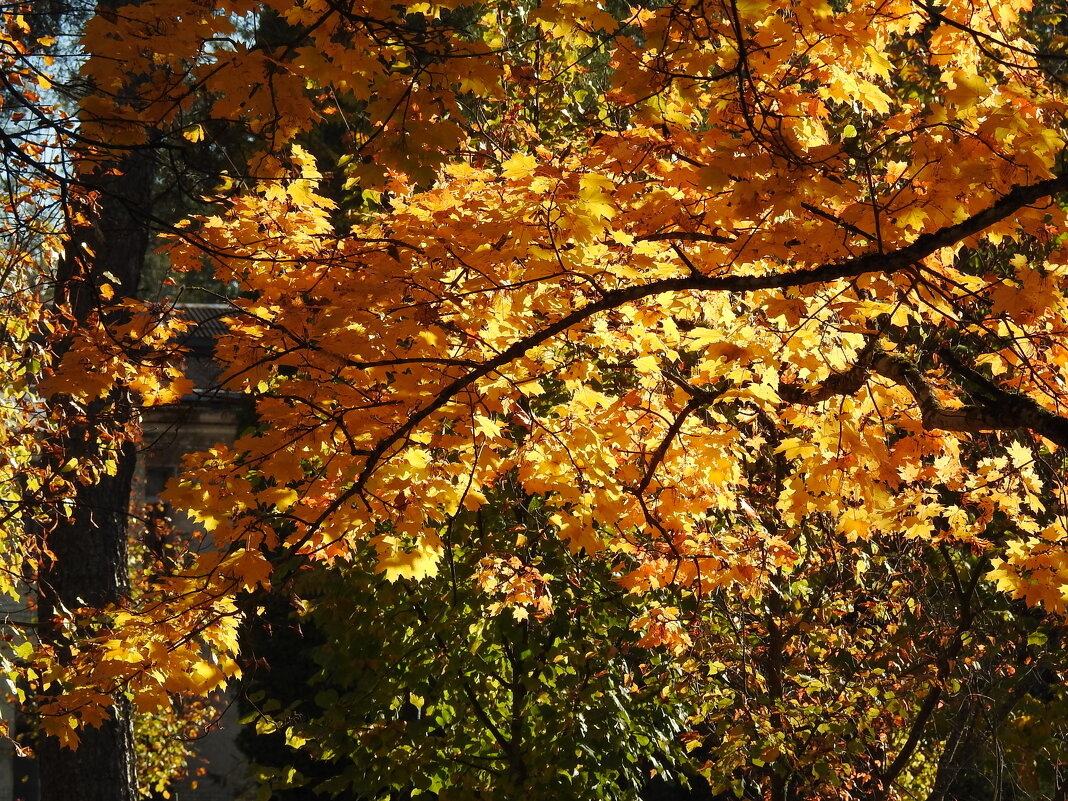 осень - ИННА ПОРОХОВА