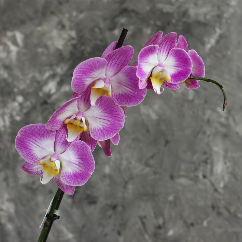 Моя коллекция орхидей - Irene Irene