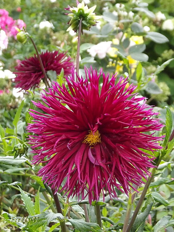 Георгин - Freddy 97