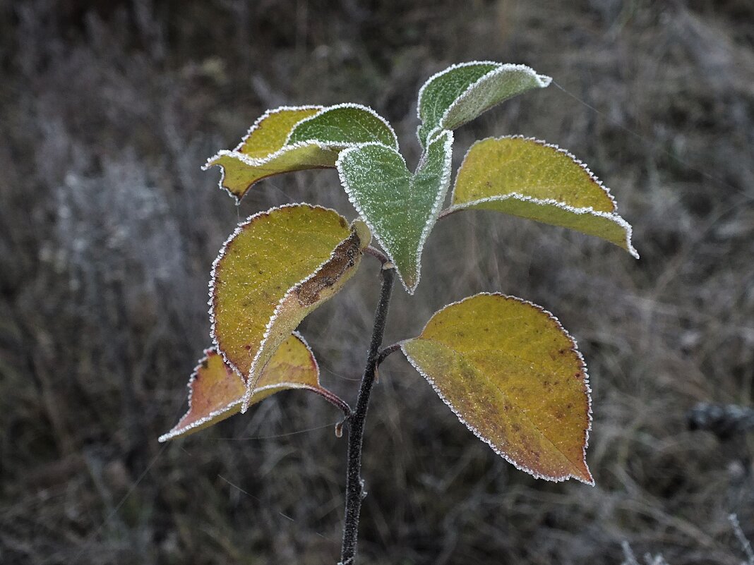 ** - Зоя Мишина