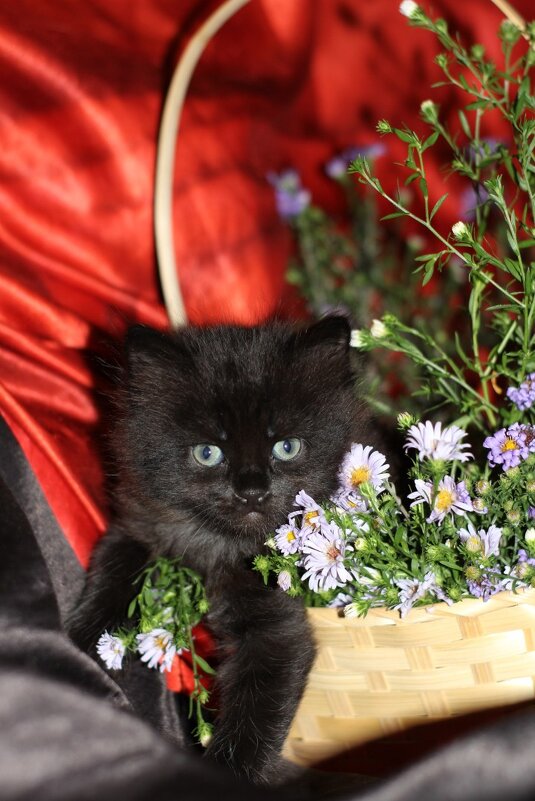 Чёрная кошка - Оксана Новик 