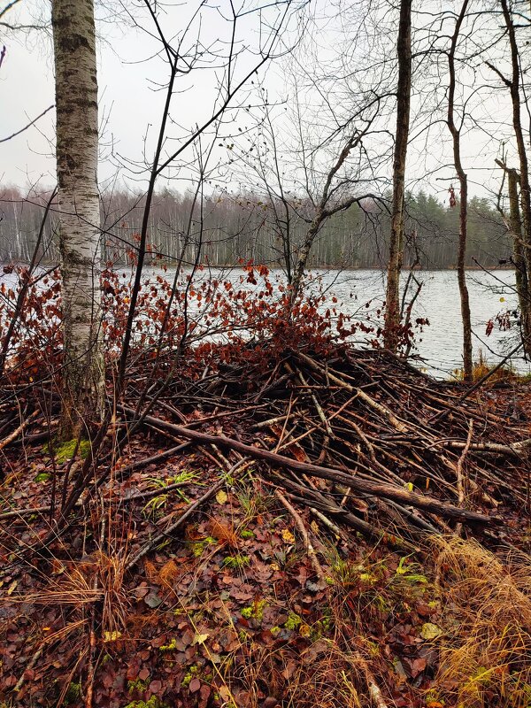 Бобровая хатка - Ирина 