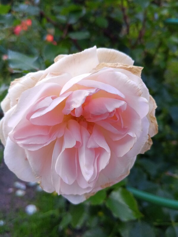 Роза - Сапсан 