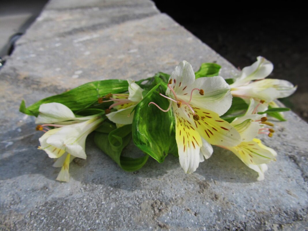 зарисовка - Елена Шаламова