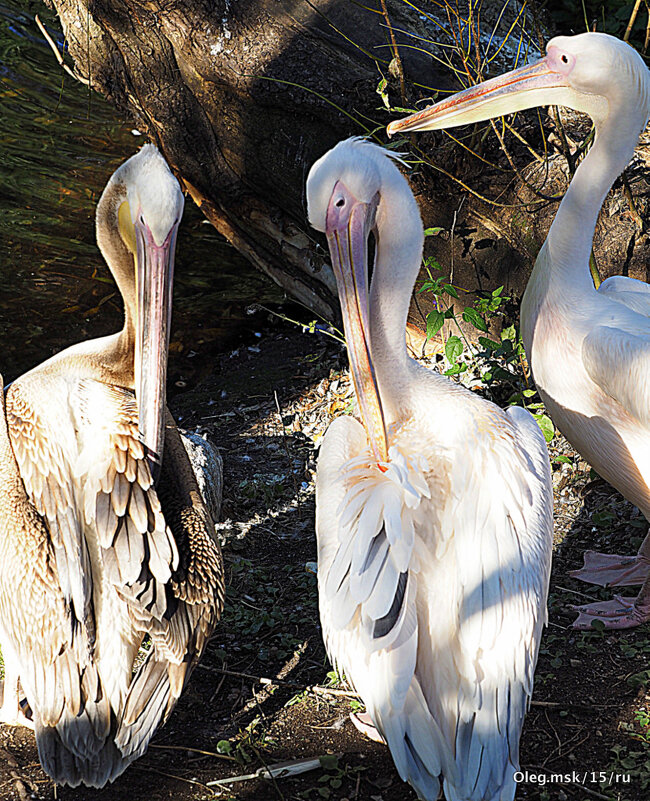 редкие птицы в городе - Олег Лукьянов