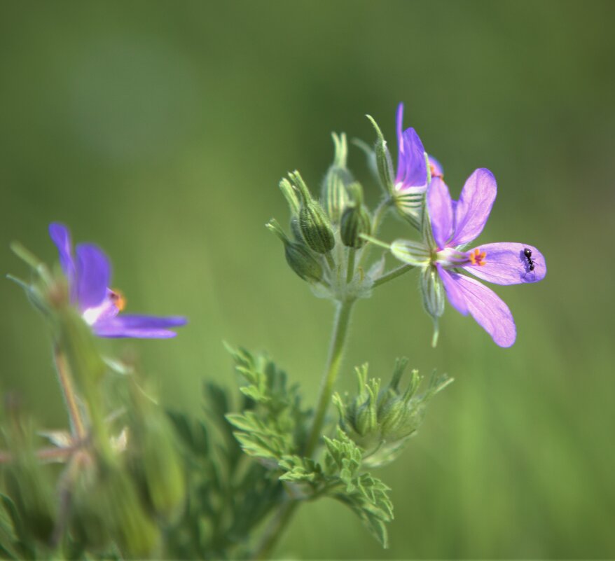 природа - Антонина Владимировна Завальнюк природа - Антонина Владимировна Завальнюк