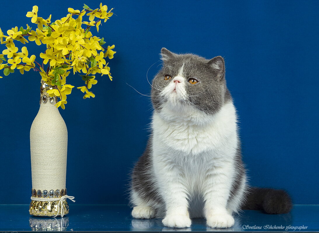Мой кот - Зевс - Светлана Ищенко