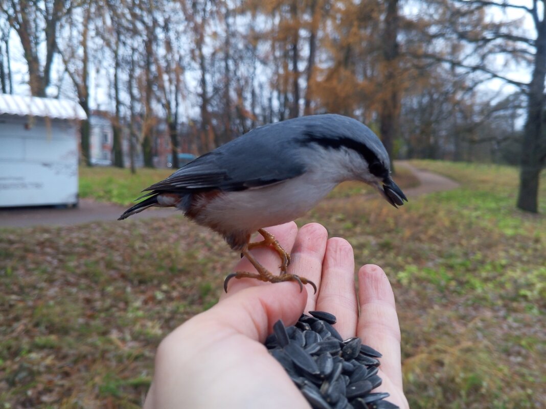 Поползень - Сапсан 