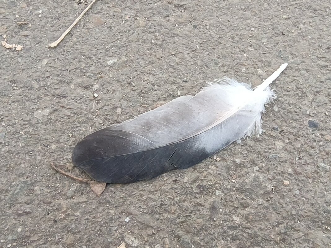 * - Редкий Гость