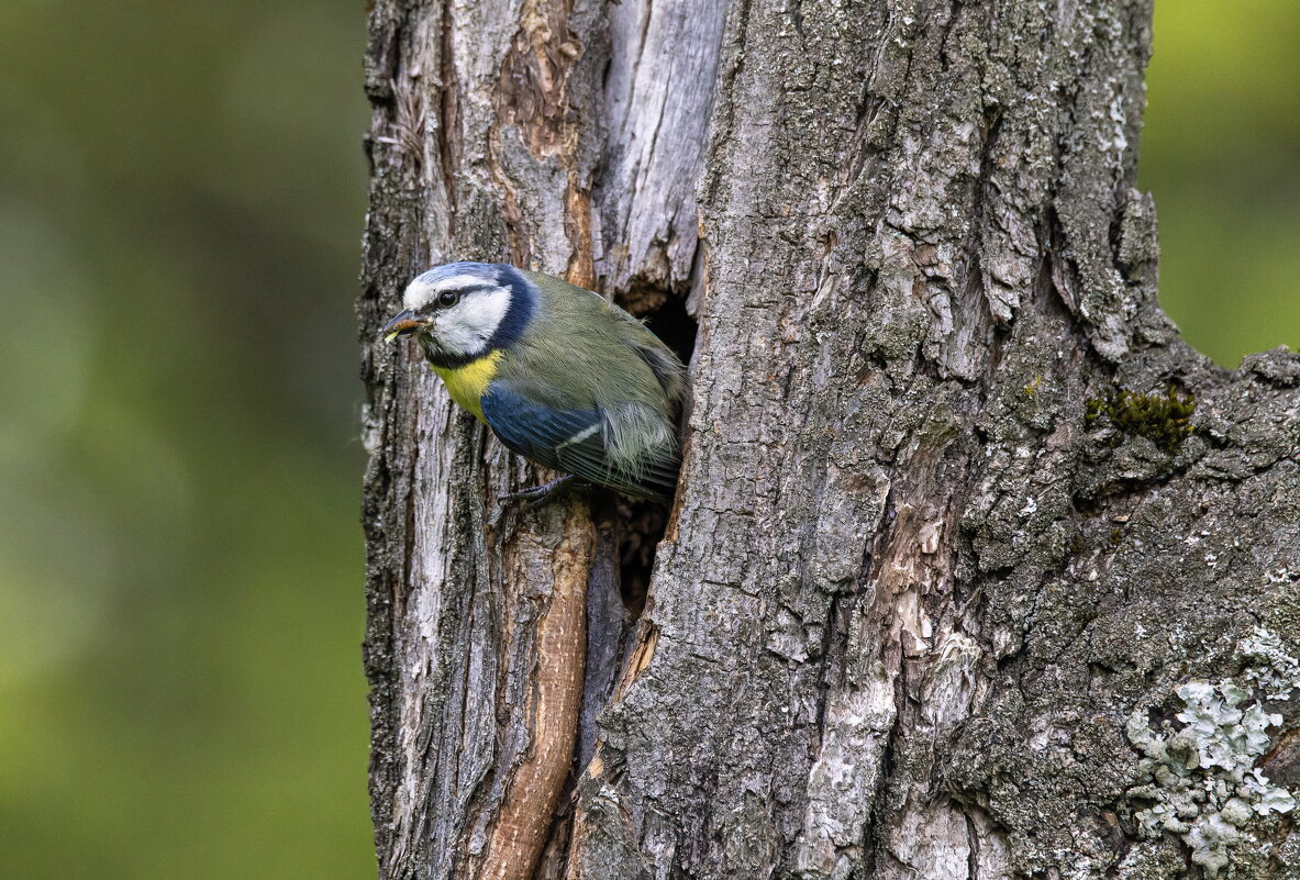 из жизни синиц-лазоревка - юрий макаров