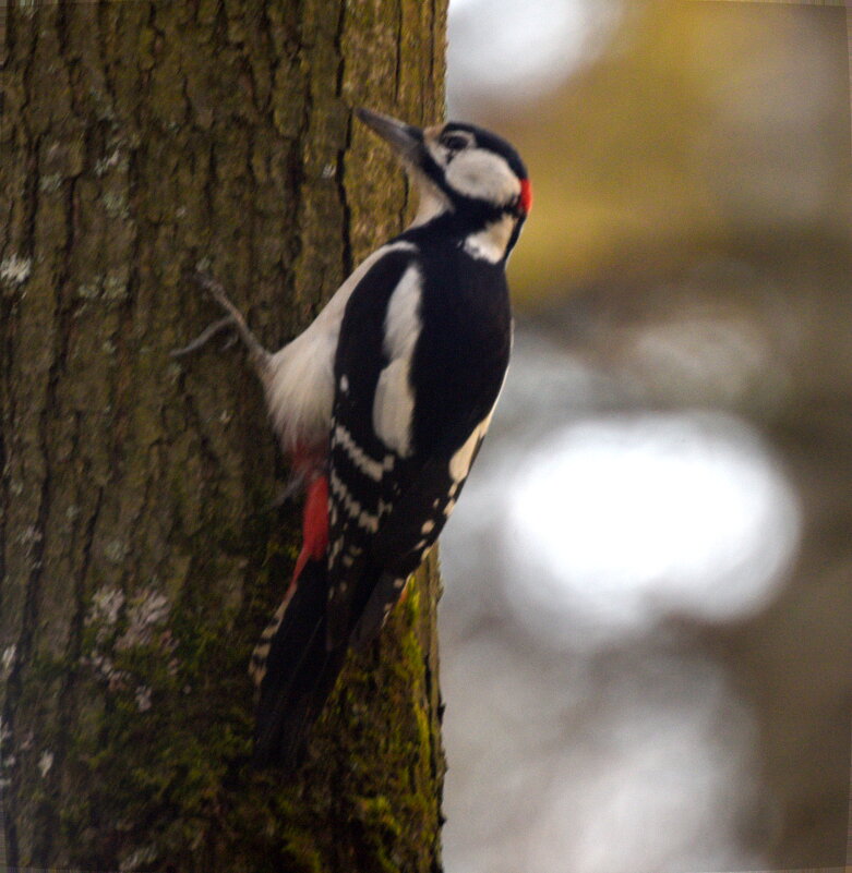 Большой пестрый дятел - Сергей Владимирович Егоров