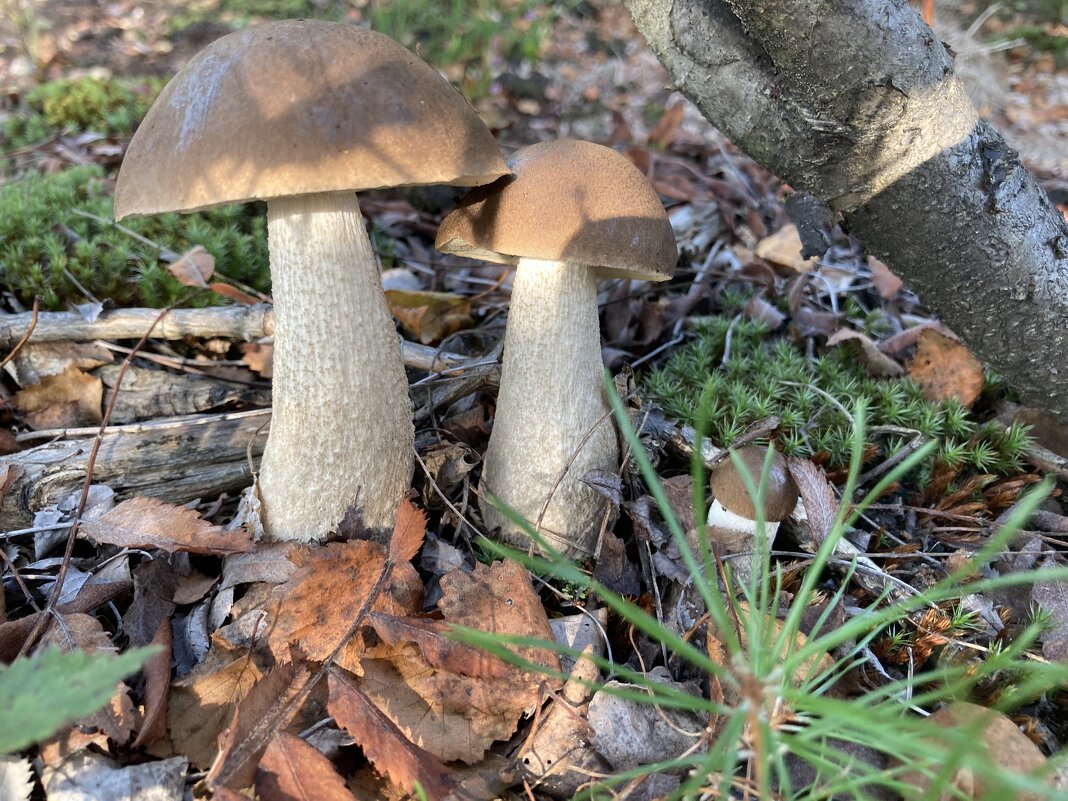 Грибочки - Ольга Савельева 