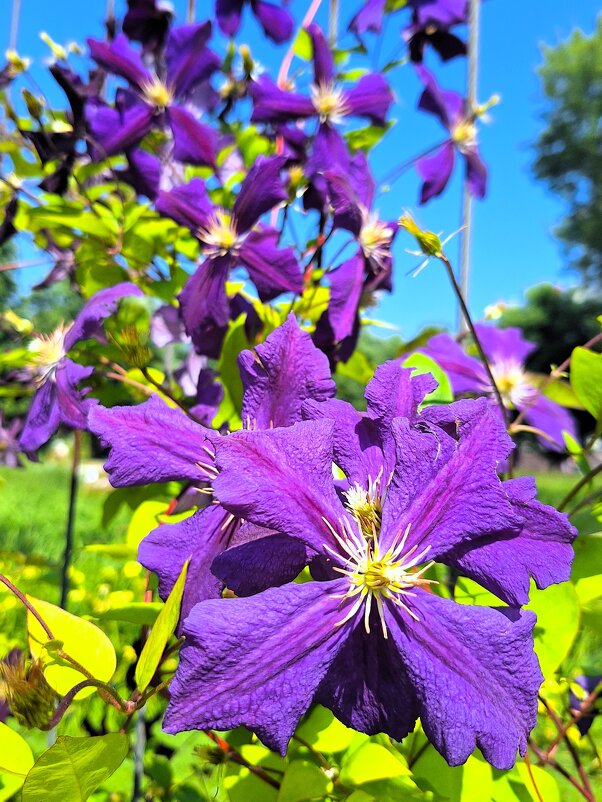 Клематис - Наталья 